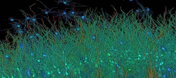 Полное сканирование 1 кубического миллиметра мозговой ткани заняло 1,4 петабайта данных, что сопоставимо с 14 000 фильмов в 4K – Портал статей